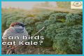 Can Birds Eat Herbs? - Kylon Powell