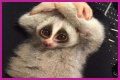 These 9 Adorable Animals Should Actually Terrify You